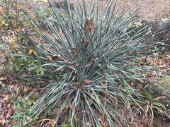 Yucca arkansana