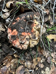 Russula cremoricolor