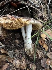 Russula cremoricolor