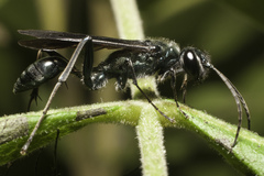 Chalybion zimmermanni