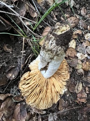 Russula cremoricolor