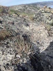Poa glauca