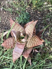 Aloe maculata