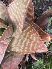Aloe maculata