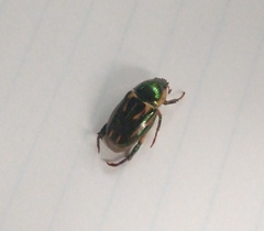 Pelidnota liturella