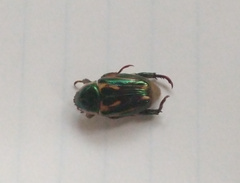 Pelidnota liturella