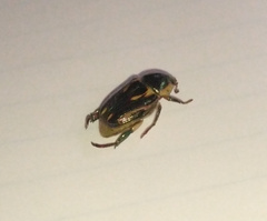 Pelidnota liturella