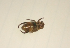 Pelidnota liturella