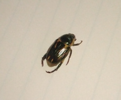 Pelidnota liturella