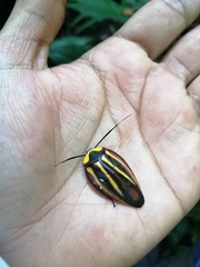 Rochaina mexicana