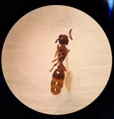 Strongylognathus caeciliae