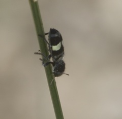 Enoclerus laetus