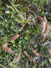 Salix arctophila