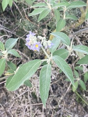 Solanum granulosoleprosum