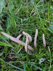 Clavaria incarnata