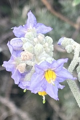 Solanum granulosoleprosum