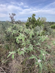 Solanum granulosoleprosum