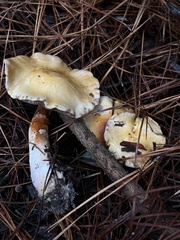 Phlegmacium