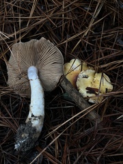 Phlegmacium