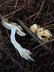 Phlegmacium