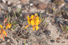 Hoffmannseggia trifoliata