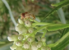 Copestylum sexmaculatum