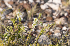 Acantholippia seriphioides