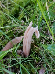 Clavaria incarnata