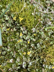 Ranunculus hyperboreus