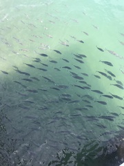 Acanthopagrus australis