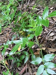 Scandia rosifolia