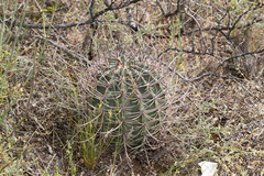 Echinopsis leucantha