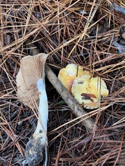 Phlegmacium