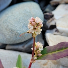 Persicaria pensylvanica