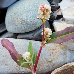Persicaria pensylvanica