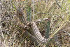Cereus aethiops