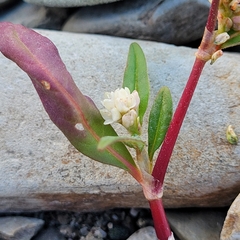Persicaria pensylvanica