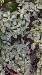 Fittonia albivenis