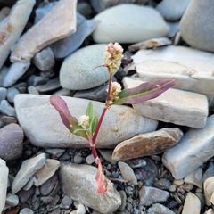 Persicaria pensylvanica