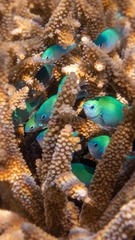Chromis atripectoralis