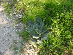 Verbascum pulverulentum