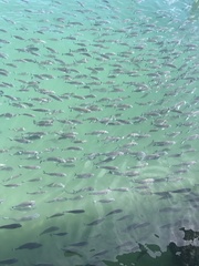 Acanthopagrus australis