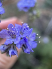 Phacelia distans