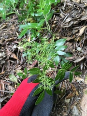 Scandia rosifolia