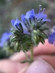 Phacelia distans