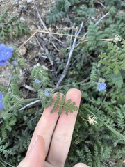 Phacelia distans