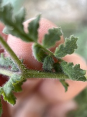 Phacelia distans