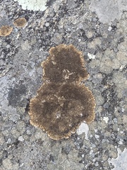 Lichinaceae