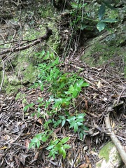 Scandia rosifolia