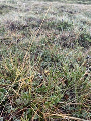 Carex norvegica